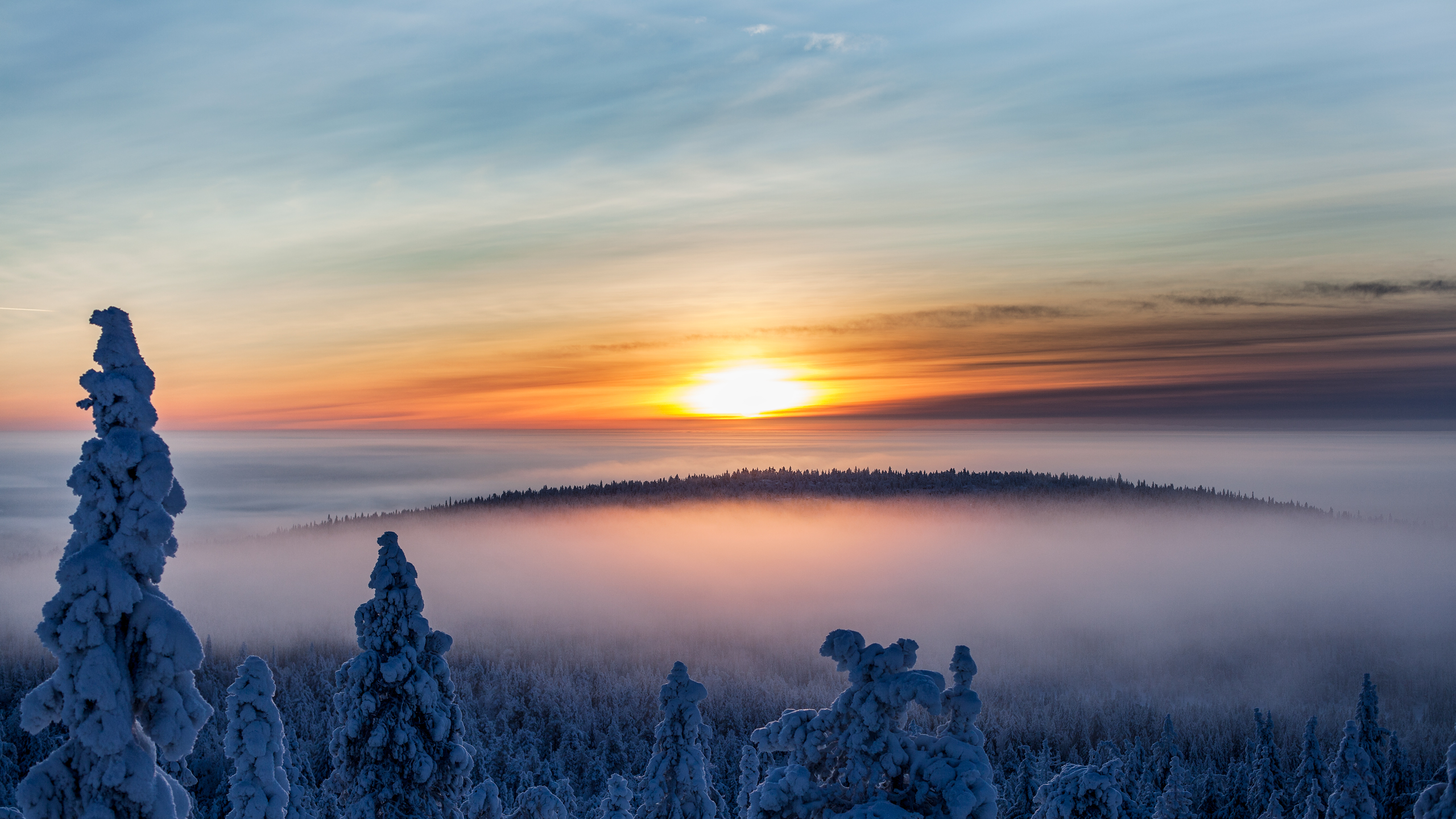 White and Blue Sky Over The Trees. Wallpaper in 2560x1440 Resolution