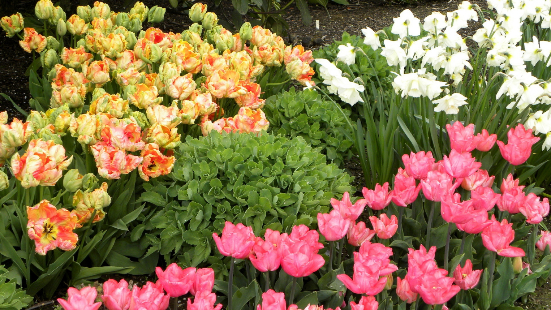 White and Pink Flowers With Green Leaves. Wallpaper in 1920x1080 Resolution