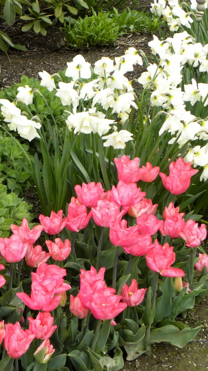 White and Pink Flowers With Green Leaves. Wallpaper in 720x1280 Resolution
