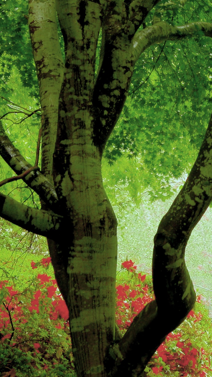 Árboles Verdes en el Bosque Durante el Día. Wallpaper in 720x1280 Resolution