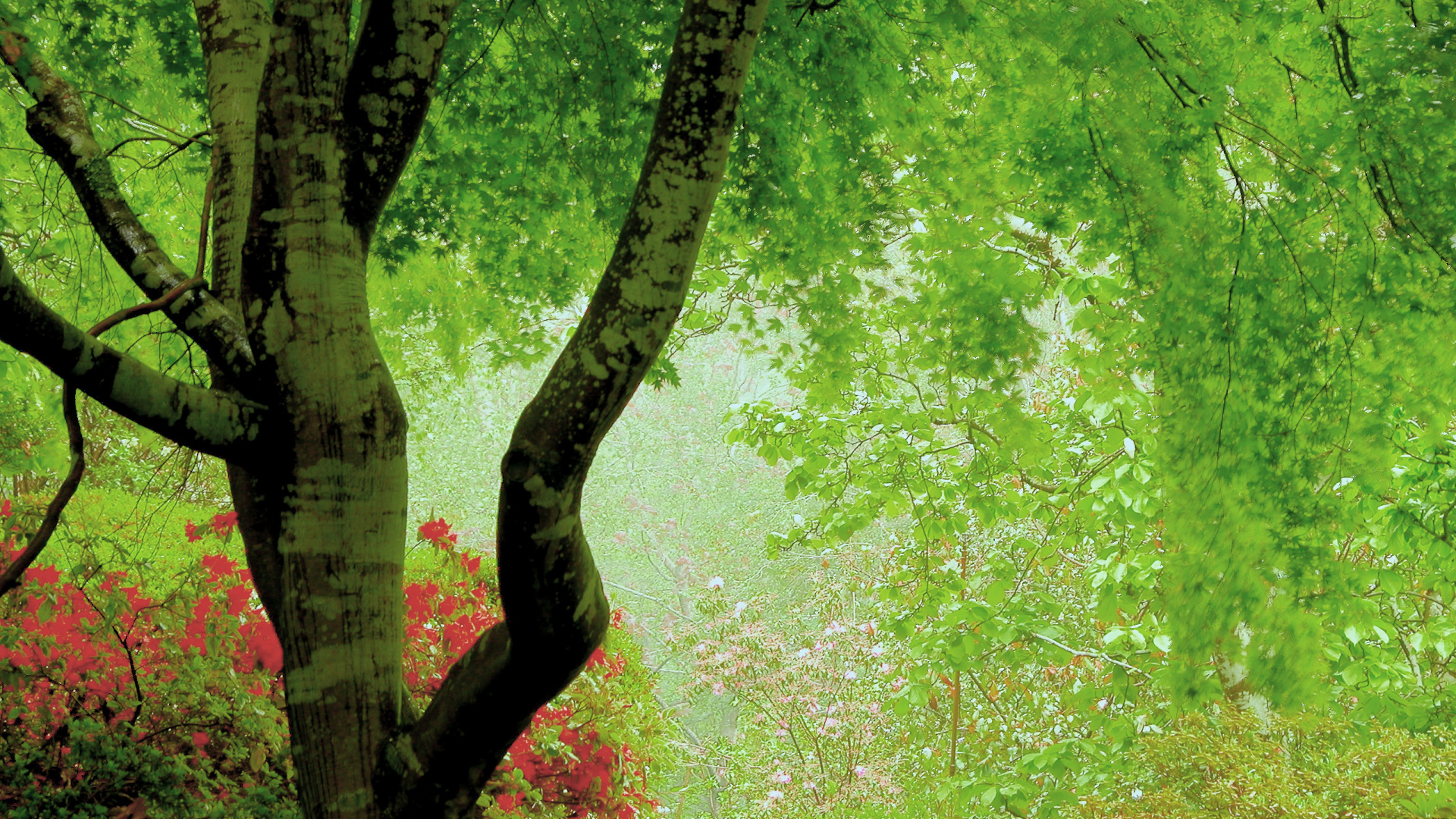 Tagsüber Grüne Bäume im Wald. Wallpaper in 1920x1080 Resolution