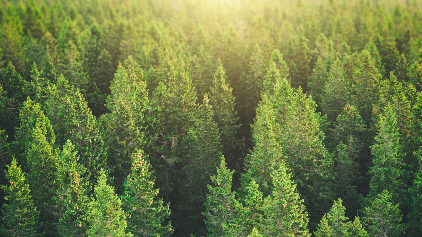 Pino Verde Durante el Día. Wallpaper in 1366x768 Resolution