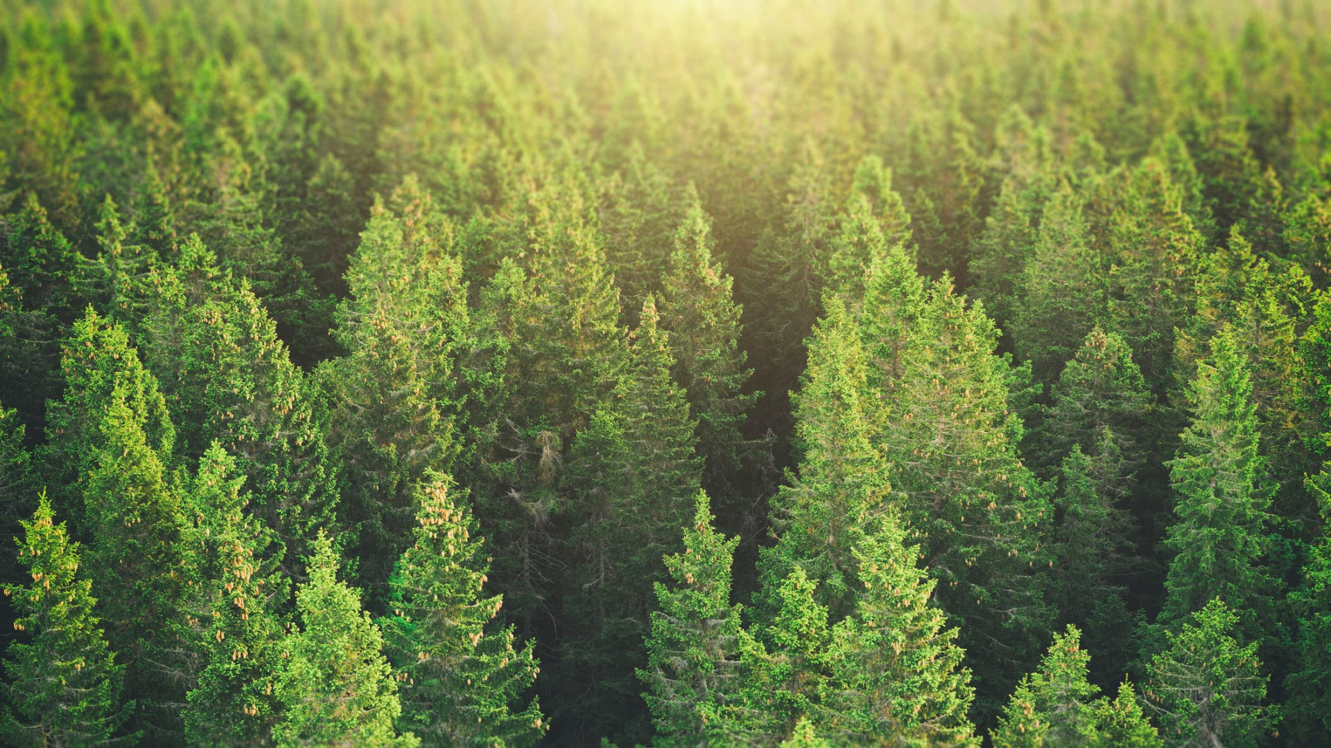 Pino Verde Durante el Día. Wallpaper in 1920x1080 Resolution