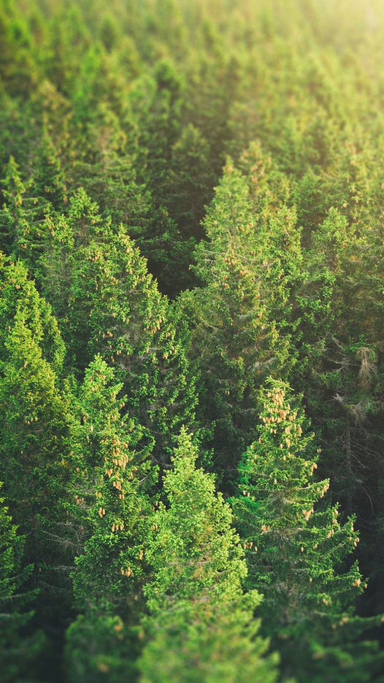 Pino Verde Durante el Día. Wallpaper in 750x1334 Resolution