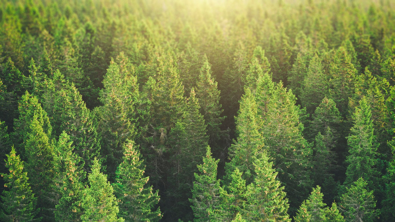 森林, 云杉, 植被, 温带针叶林, 云杉林 壁纸 1280x720 允许