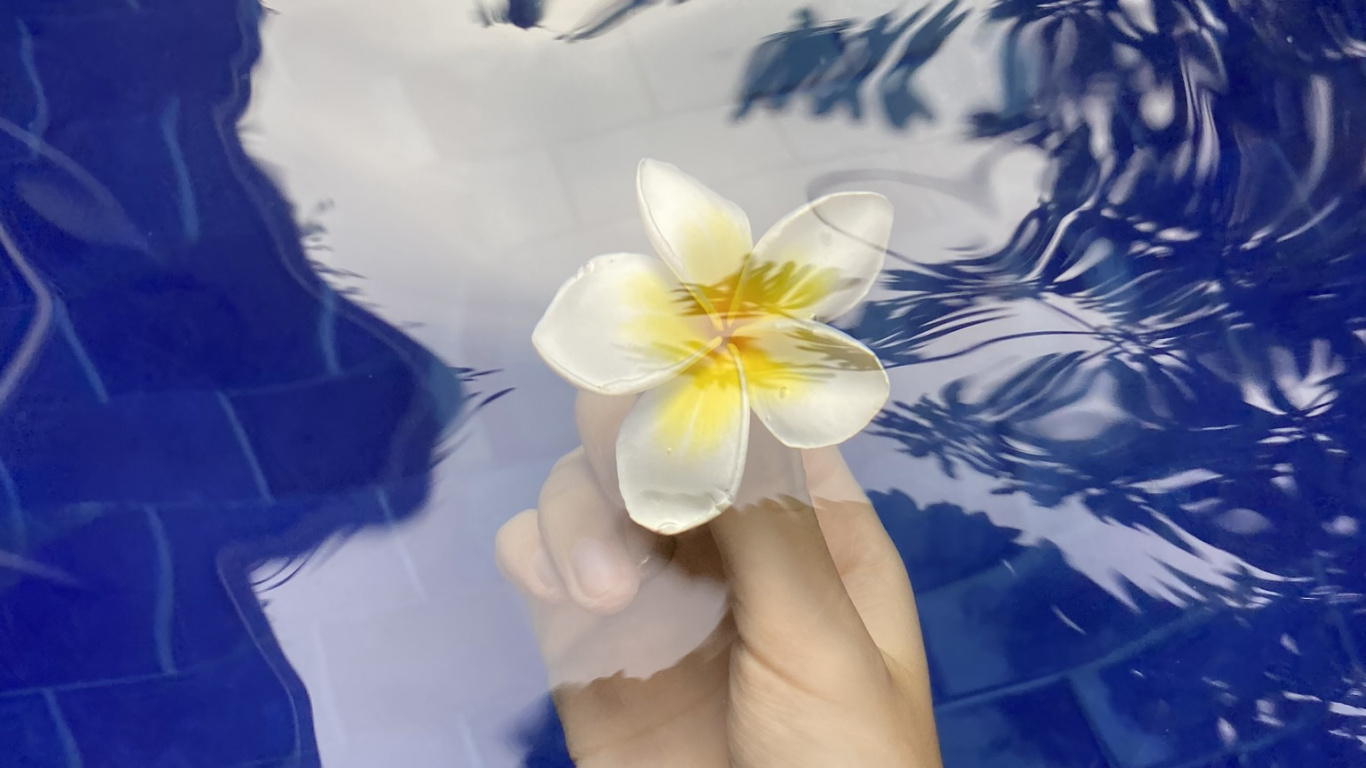 Flower, Petal, Wrist, Aquatic Plant, Flowering Plant. Wallpaper in 1366x768 Resolution