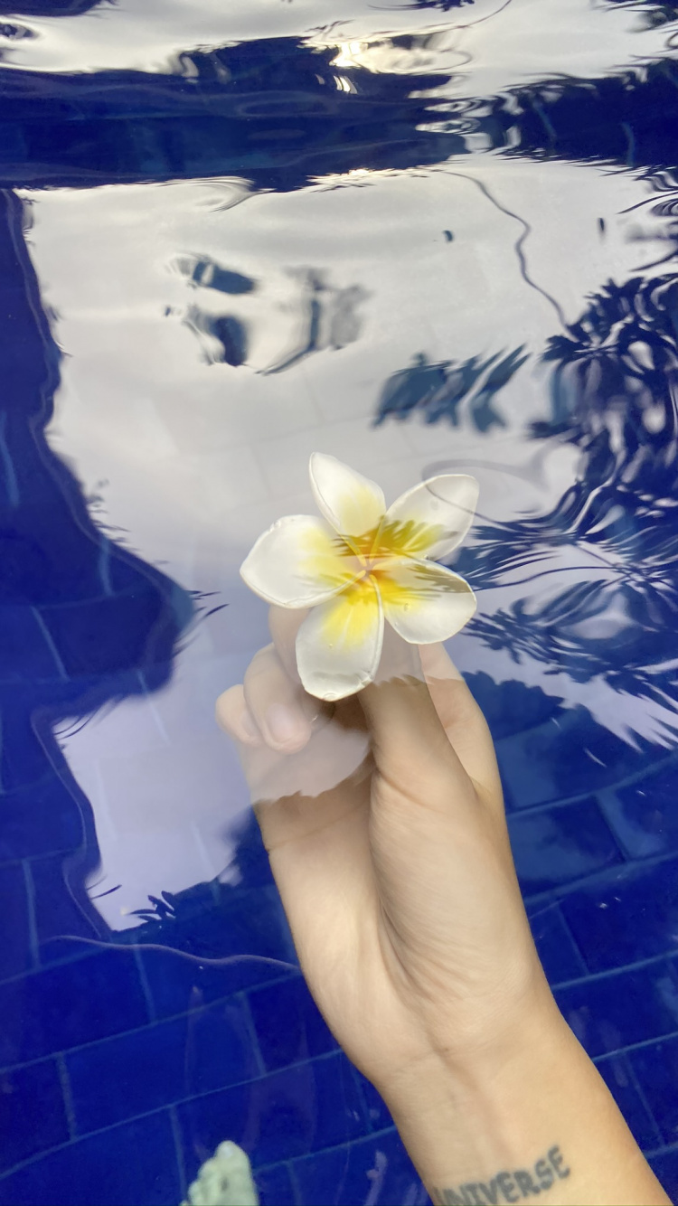 Flower, Petal, Wrist, Aquatic Plant, Flowering Plant. Wallpaper in 750x1334 Resolution
