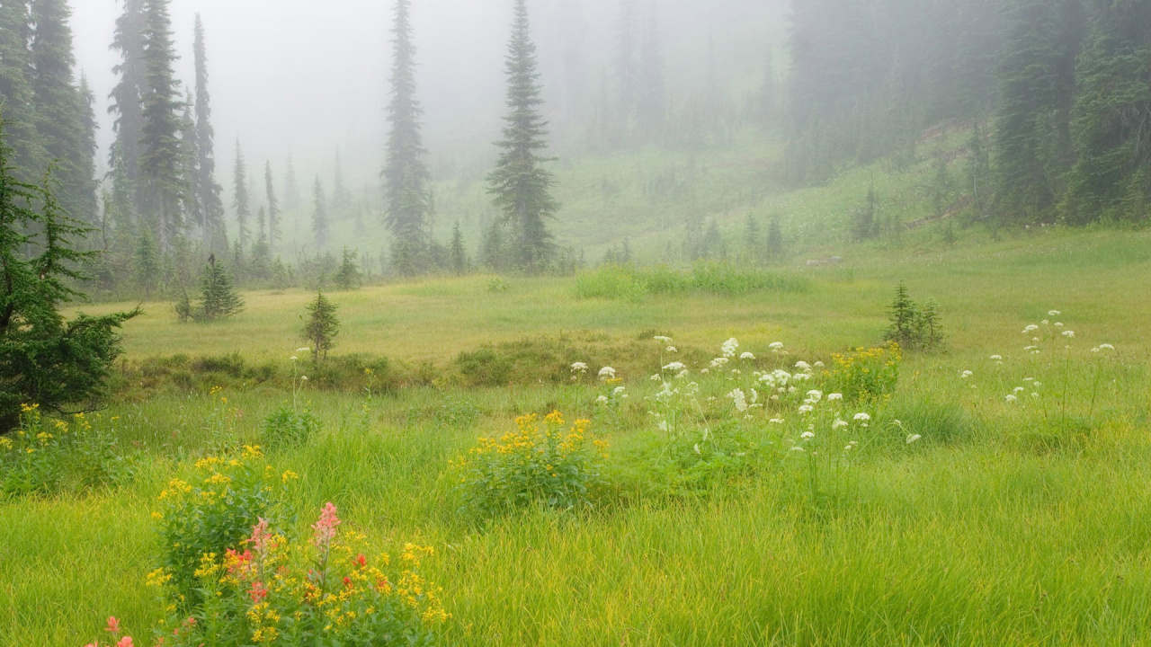 Green Grass Field With Trees During Daytime. Wallpaper in 1280x720 Resolution