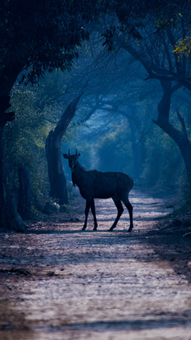 Cerf Noir Debout Sur un Chemin de Terre Brun Pendant la Journée. Wallpaper in 750x1334 Resolution