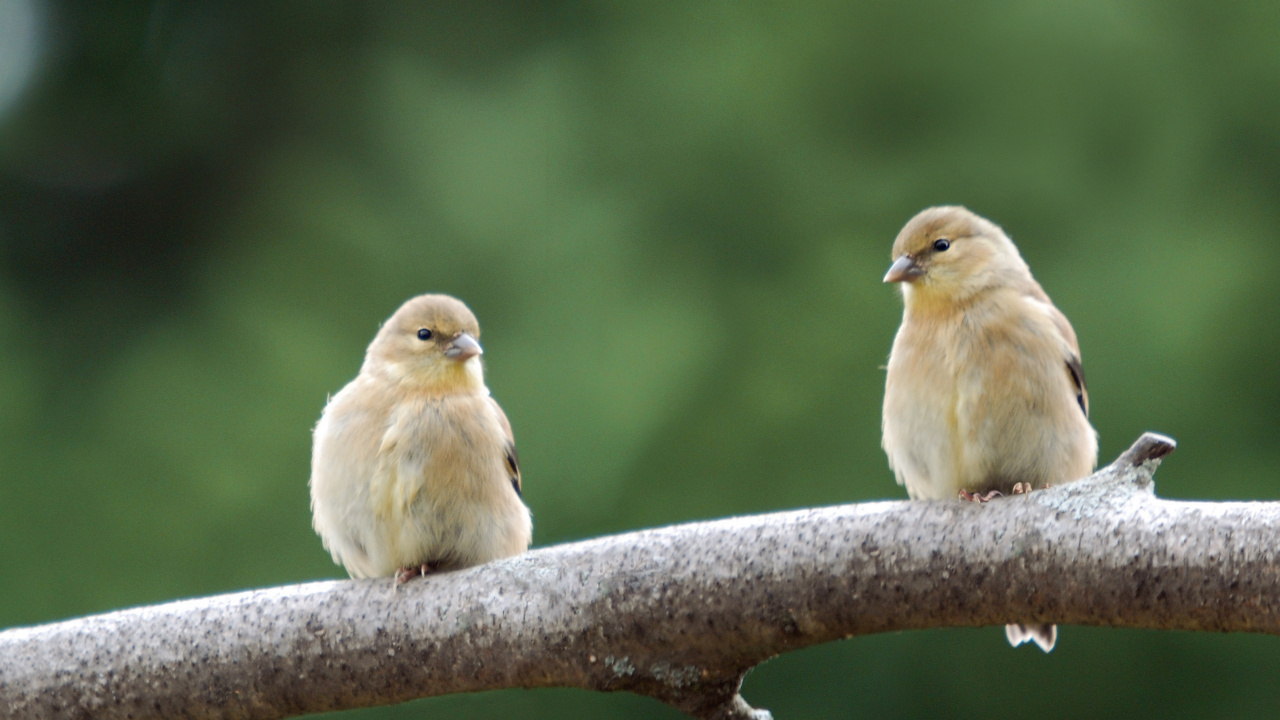 Yellow Bird on Brown Tree Branch. Wallpaper in 1280x720 Resolution
