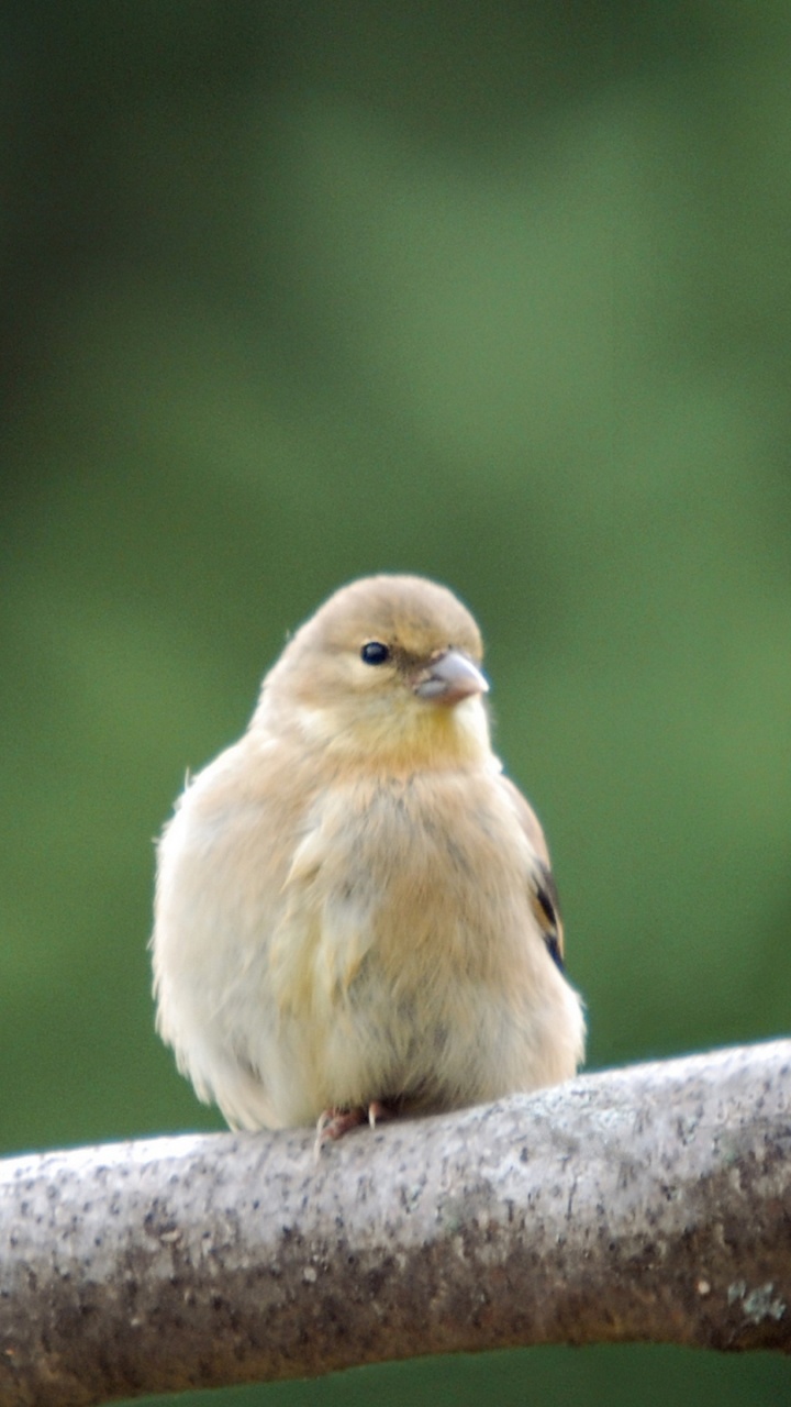 Yellow Bird on Brown Tree Branch. Wallpaper in 720x1280 Resolution