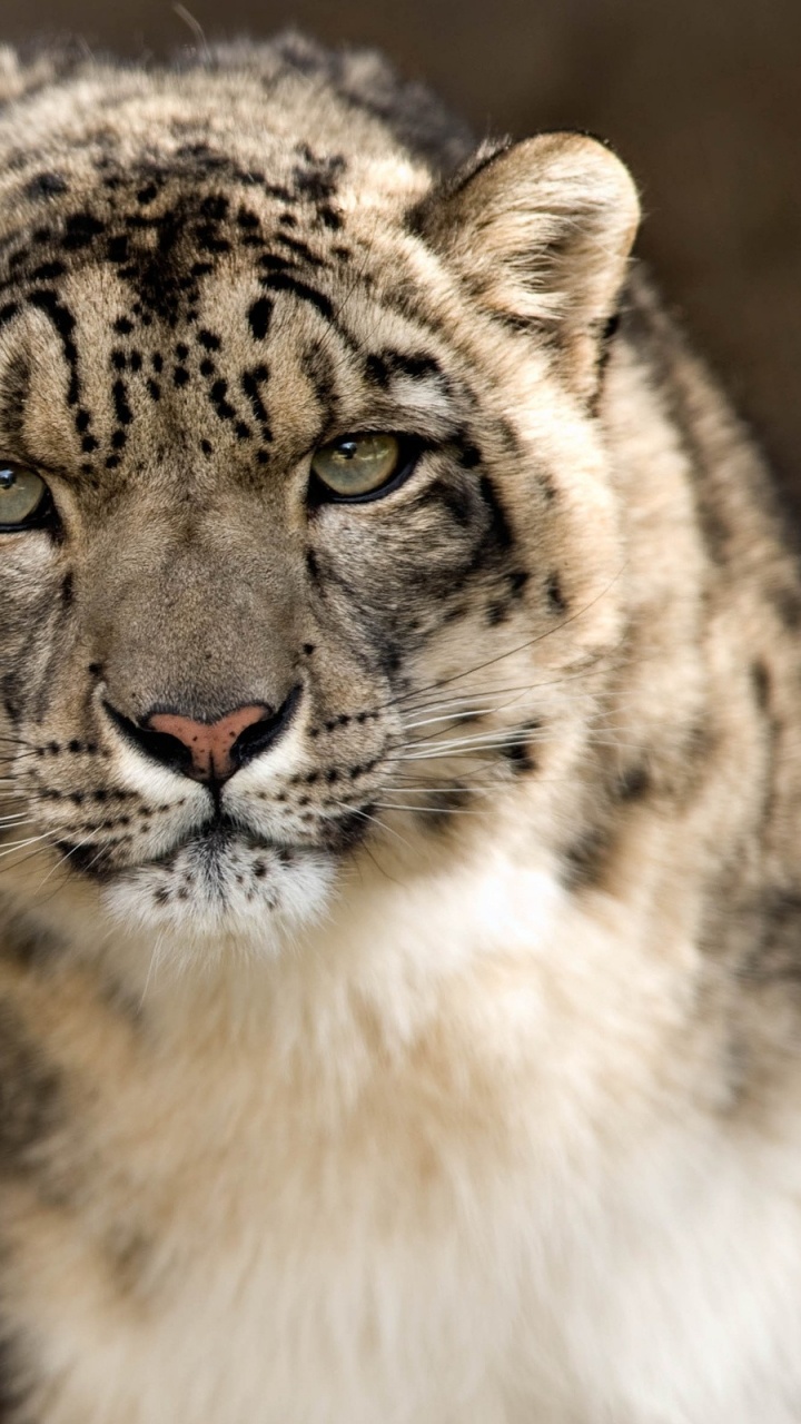 Brown and Black Leopard on Brown Rock. Wallpaper in 720x1280 Resolution
