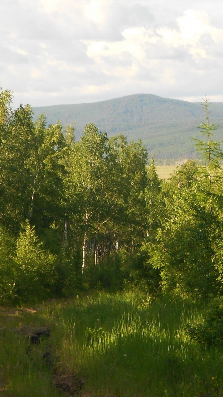 Vegetation, Temperate Coniferous Forest, Plant, Cloud, Plant Community. Wallpaper in 720x1280 Resolution