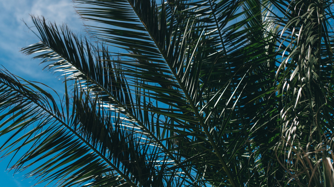 Tagsüber Grüne Palme Unter Weißem Himmel. Wallpaper in 1366x768 Resolution