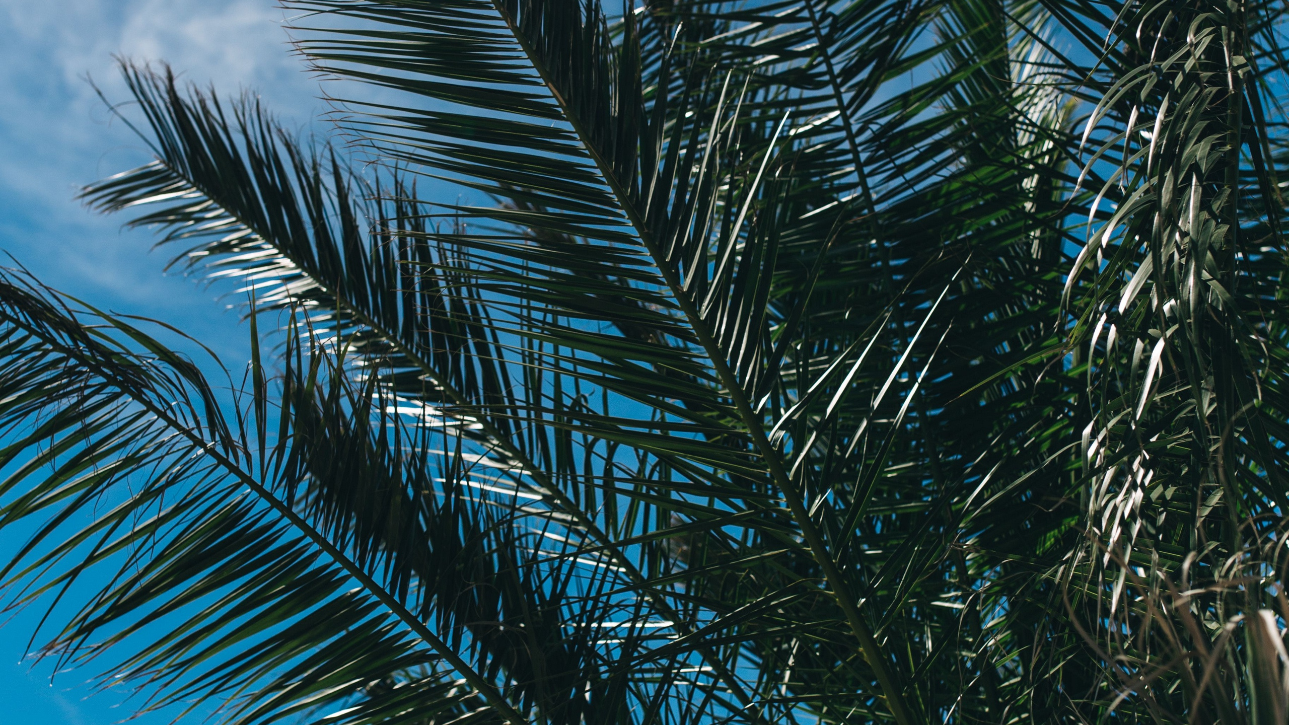 Tagsüber Grüne Palme Unter Weißem Himmel. Wallpaper in 2560x1440 Resolution