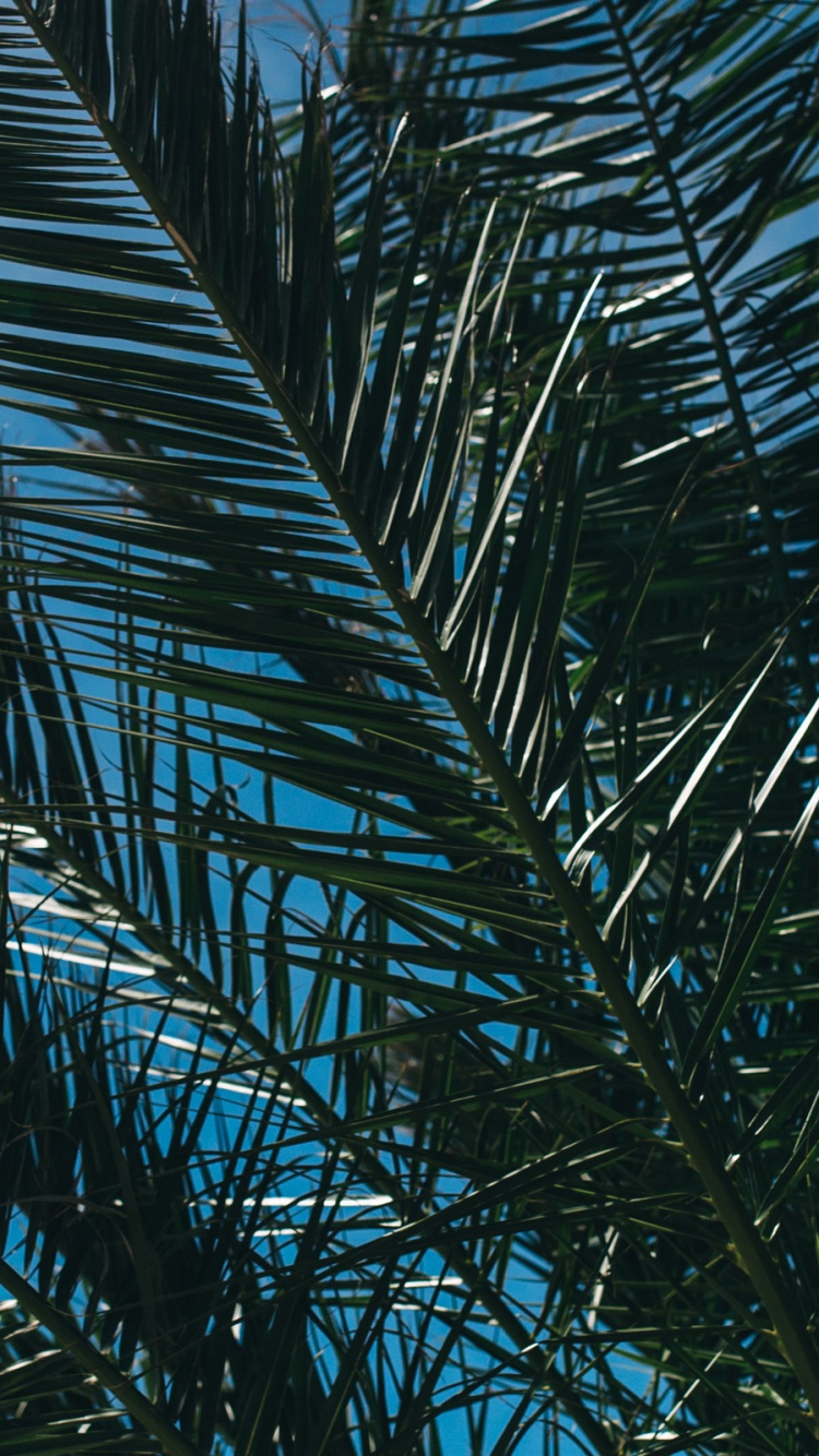 Tagsüber Grüne Palme Unter Weißem Himmel. Wallpaper in 750x1334 Resolution