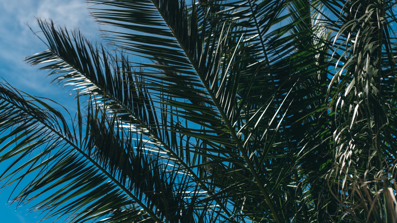 Palmera Verde Bajo un Cielo Blanco Durante el Día. Wallpaper in 1280x720 Resolution