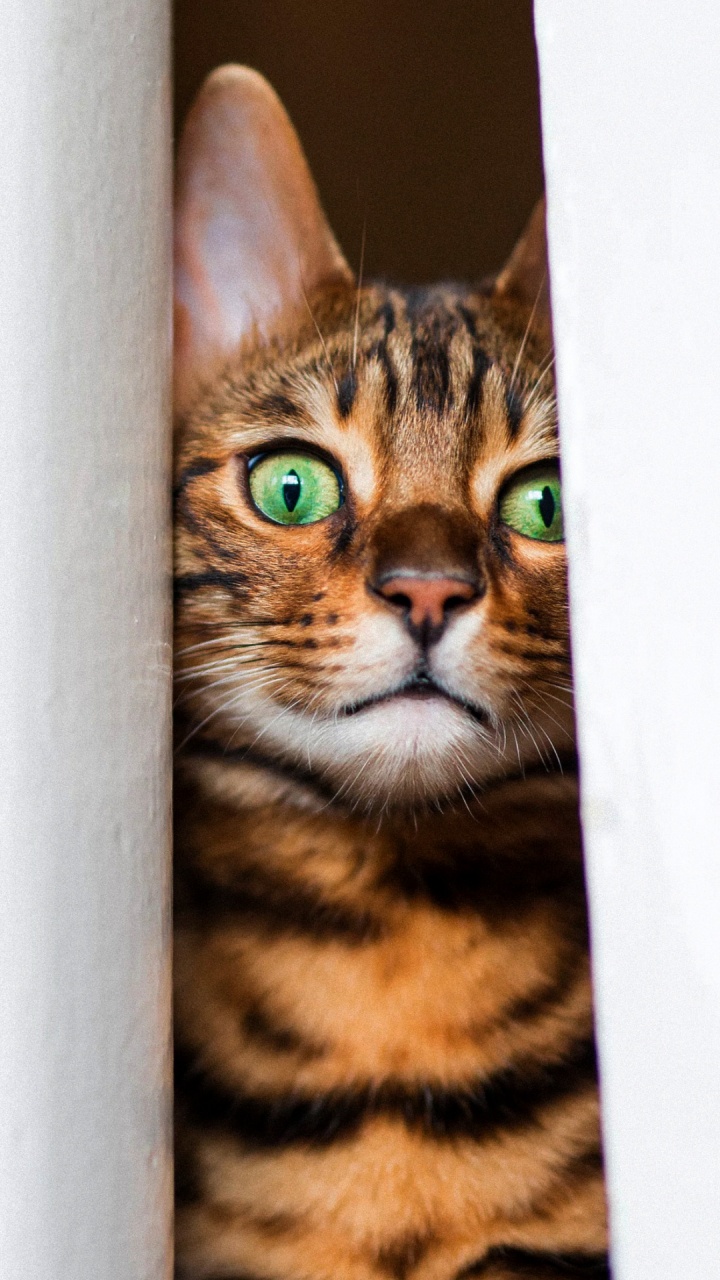 Moustache, Chat de Bengal, California Spangled, Chat, Felidae. Wallpaper in 720x1280 Resolution