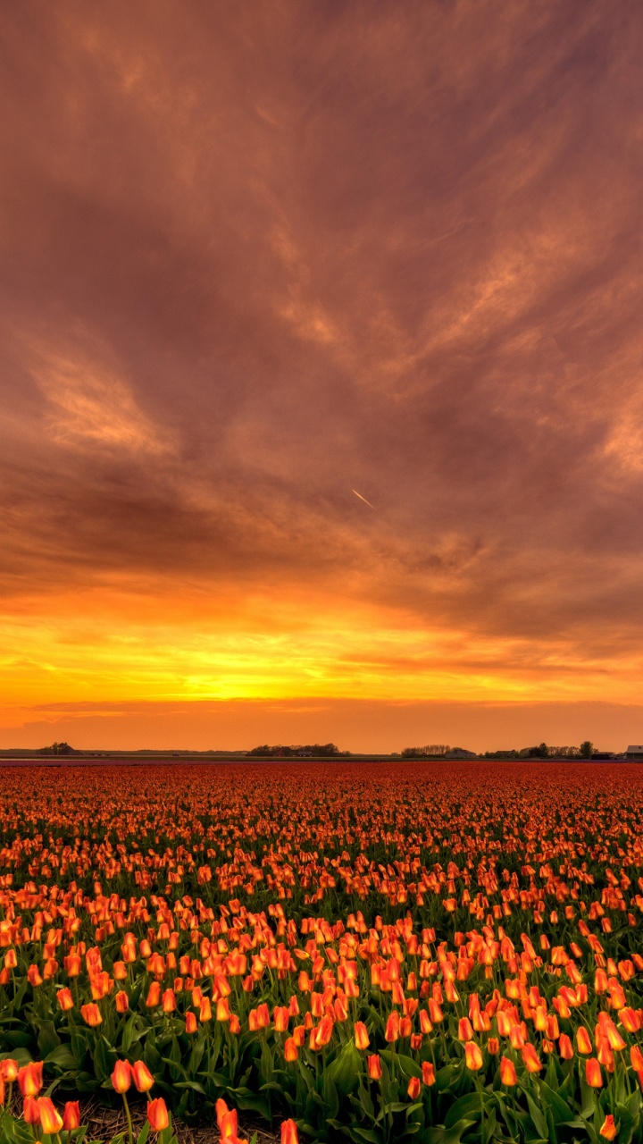 Campo Verde y Marrón Bajo el Cielo Nublado Durante la Puesta de Sol. Wallpaper in 720x1280 Resolution