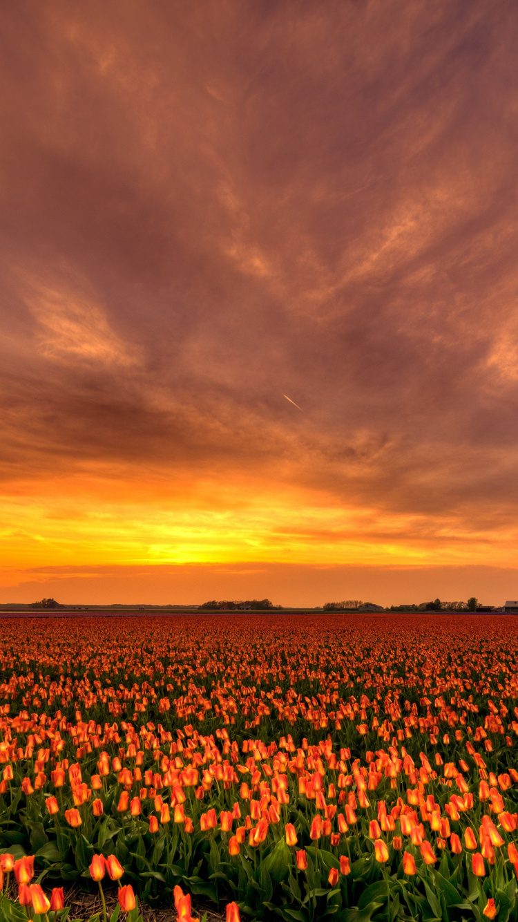 Campo Verde y Marrón Bajo el Cielo Nublado Durante la Puesta de Sol. Wallpaper in 750x1334 Resolution