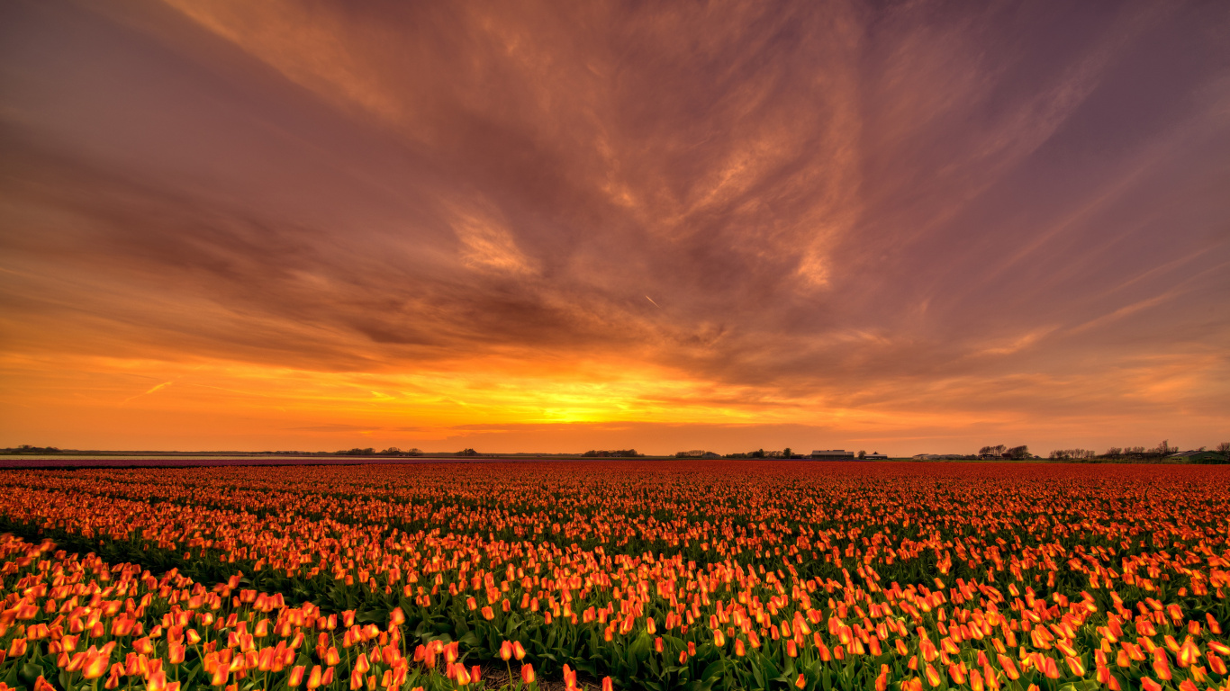 Grünes Und Braunes Feld Unter Bewölktem Himmel Bei Sonnenuntergang. Wallpaper in 1366x768 Resolution