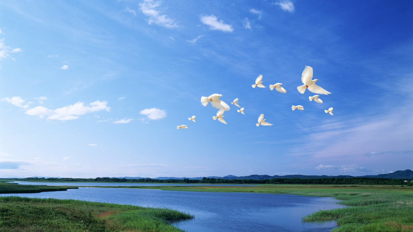 White Birds Flying Over The Lake During Daytime. Wallpaper in 1366x768 Resolution
