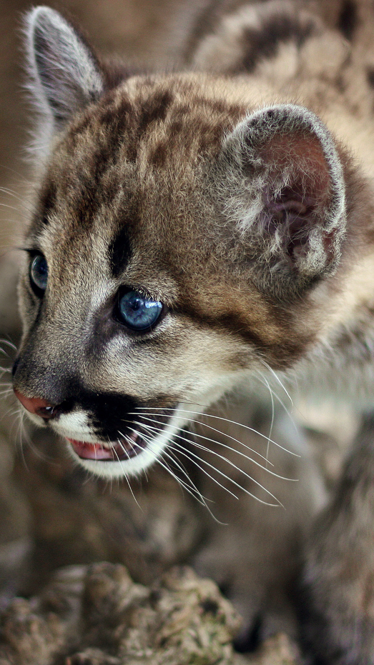 Braunes Und Schwarzes Leopardenjunges. Wallpaper in 750x1334 Resolution