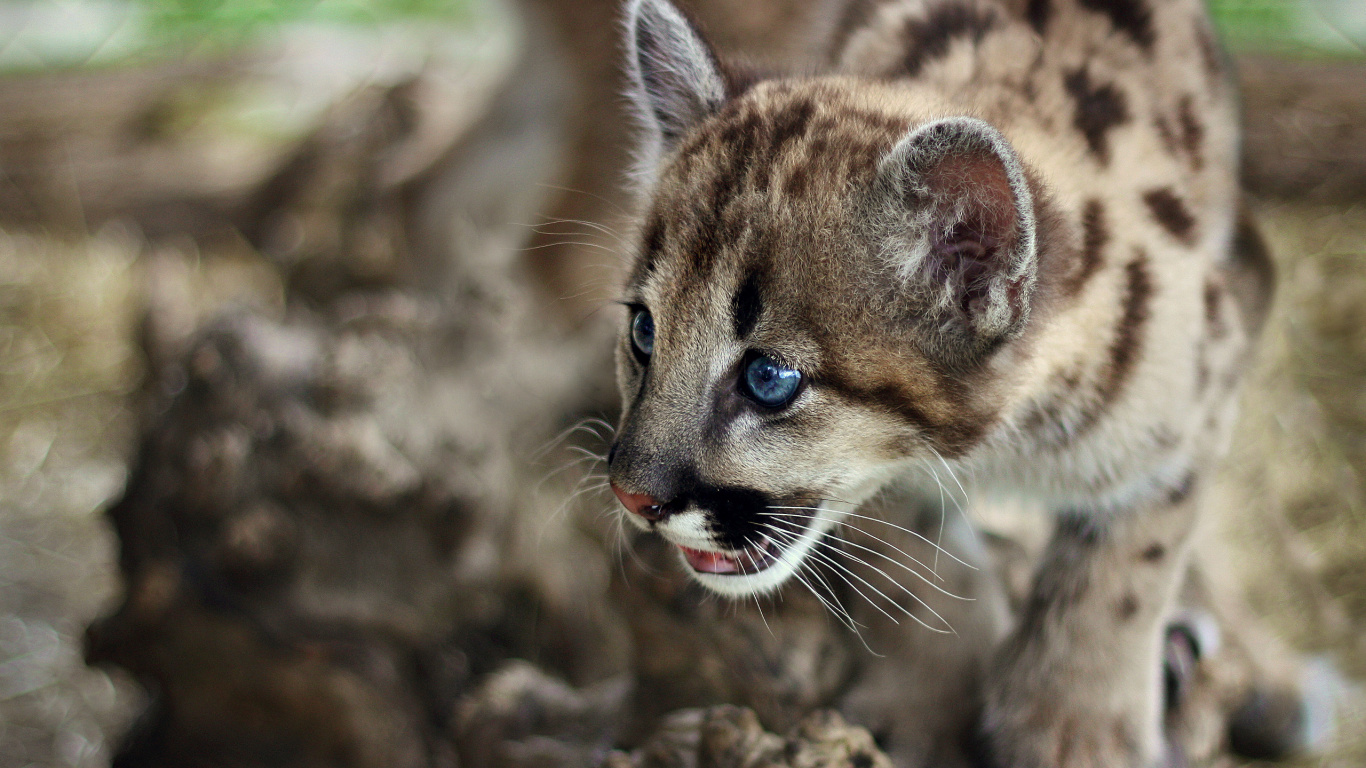 Brown and Black Leopard Cub. Wallpaper in 1366x768 Resolution