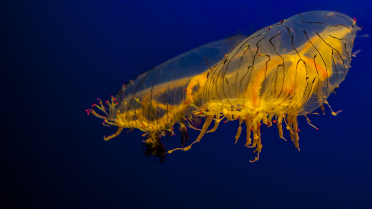 诺基亚8股票, 诺基亚8, Nokia, 智能手机, 安卓 壁纸 1280x720 允许