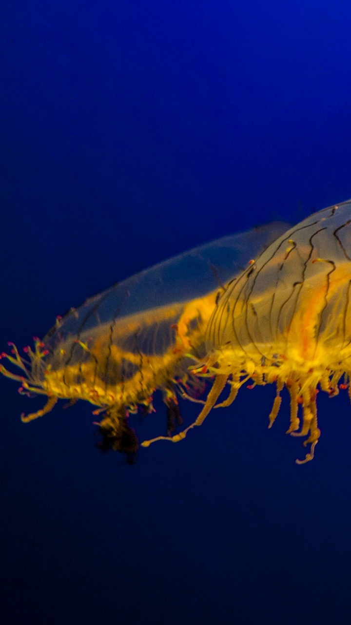 诺基亚8股票, 诺基亚8, Nokia, 智能手机, 安卓 壁纸 720x1280 允许