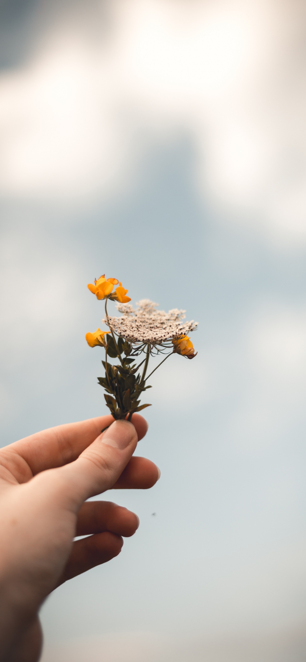 Person Holding Yellow and Brown Flower. Wallpaper in 1242x2688 Resolution