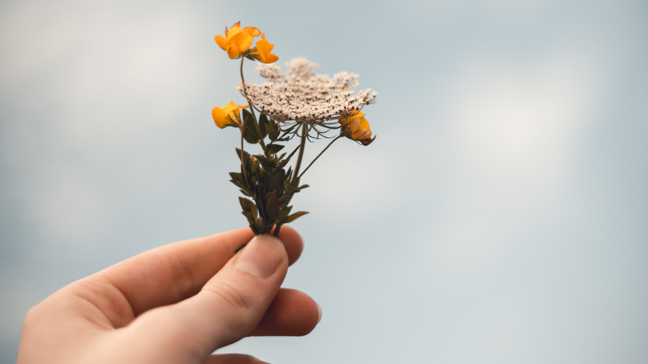 Person Holding Yellow and Brown Flower. Wallpaper in 1280x720 Resolution