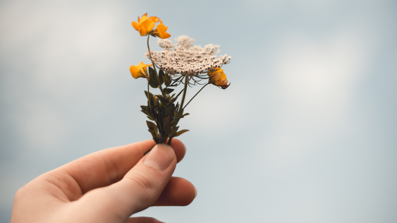 Person Holding Yellow and Brown Flower. Wallpaper in 1366x768 Resolution