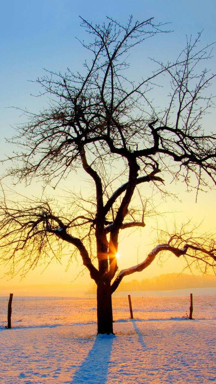 Árbol Sin Hojas Sobre Suelo Cubierto de Nieve Durante la Puesta de Sol. Wallpaper in 720x1280 Resolution