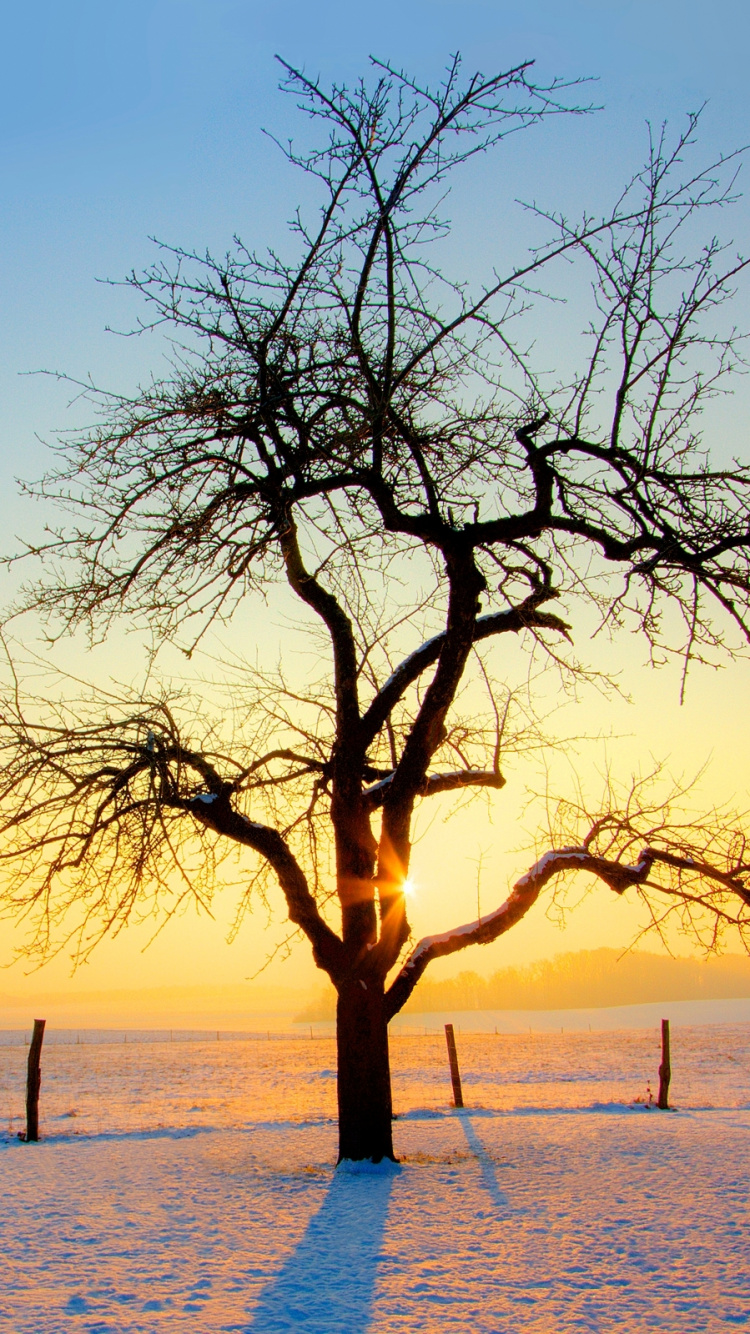 Arbre Sans Feuilles Sur le Sol Couvert de Neige Pendant le Coucher du Soleil. Wallpaper in 750x1334 Resolution