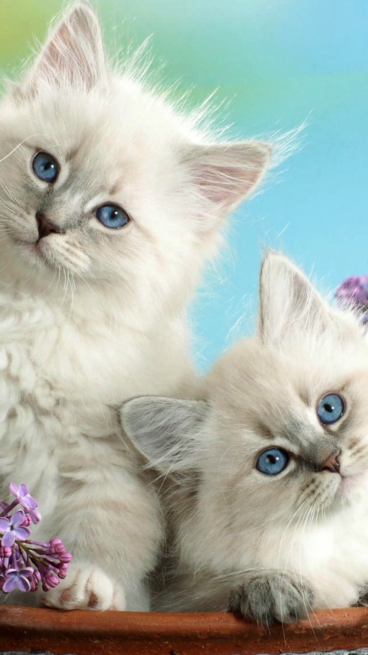 白色的猫, 小猫, 可爱, 猫科, 布娃娃 壁纸 720x1280 允许