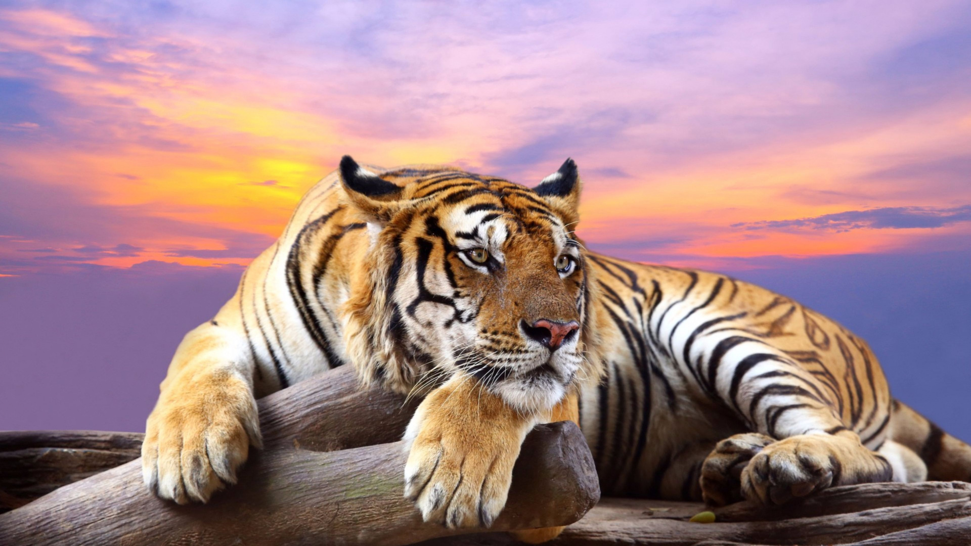 Tiger Lying on Brown Wooden Surface During Sunset. Wallpaper in 1920x1080 Resolution
