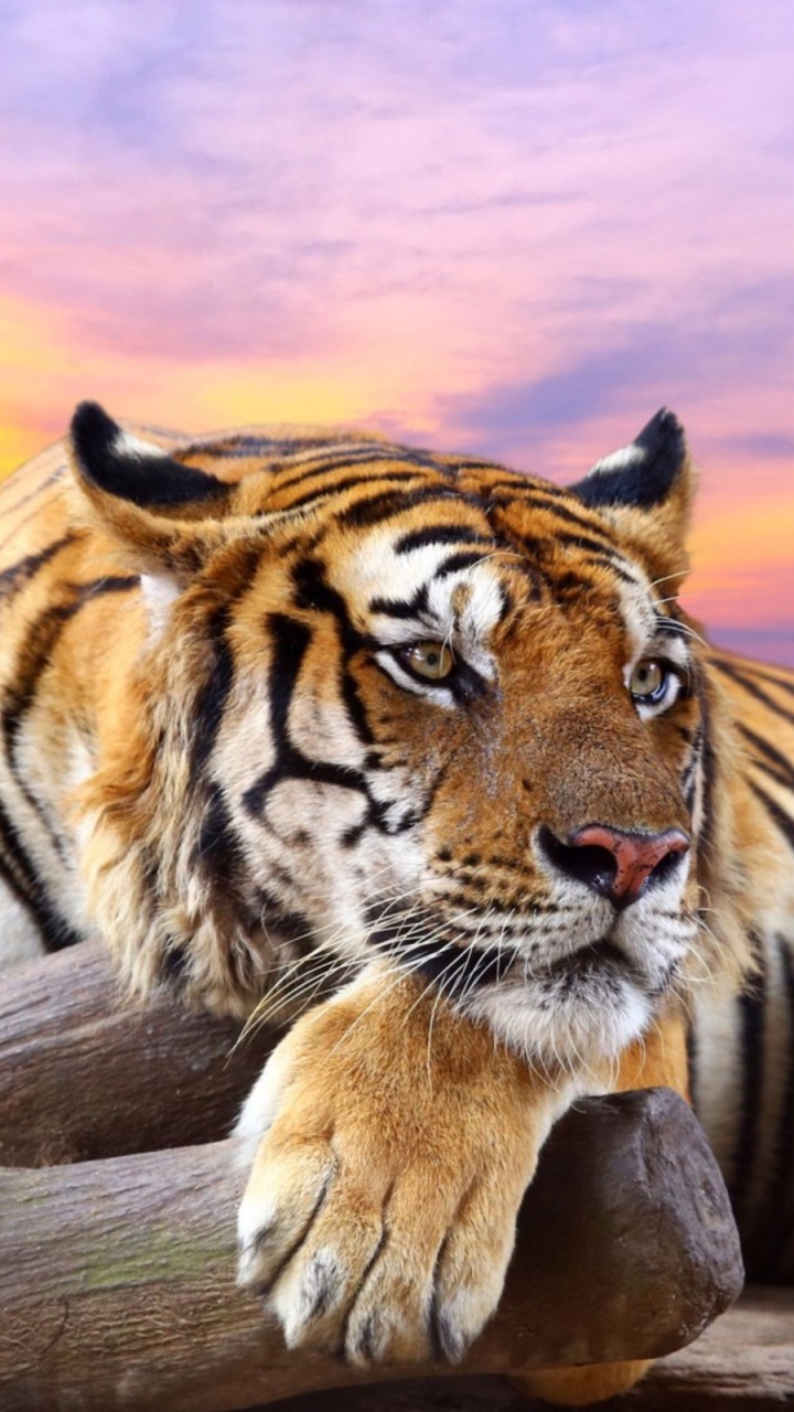 Tigre Allongé Sur Une Surface en Bois Marron Pendant le Coucher du Soleil. Wallpaper in 720x1280 Resolution