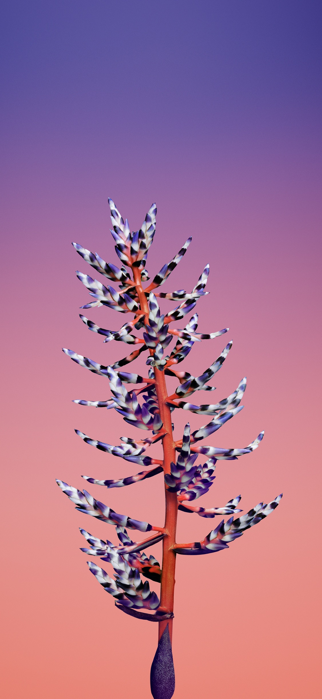 IOS11, Apple, Ios, 粉红色, 树枝 壁纸 1125x2436 允许