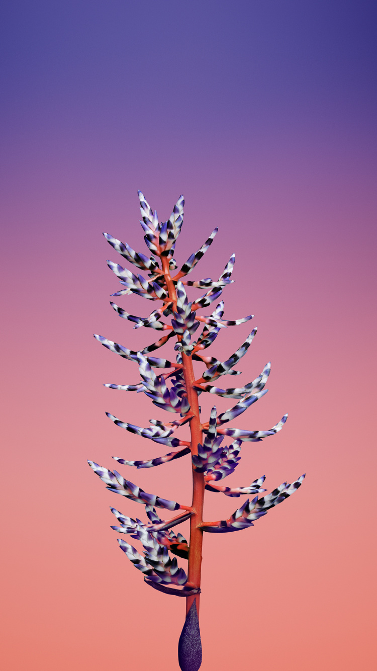 Brown Tree Under Blue Sky During Daytime. Wallpaper in 750x1334 Resolution