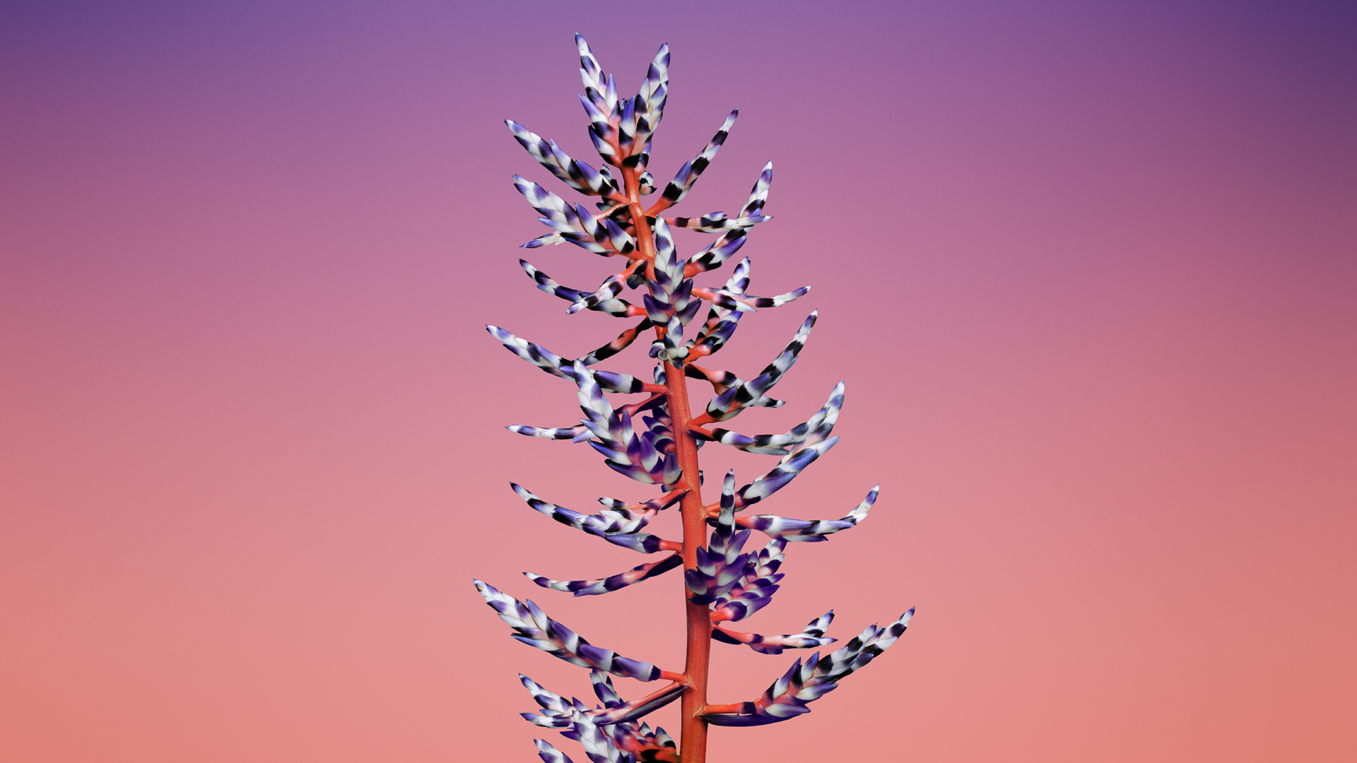 Árbol Marrón Bajo un Cielo Azul Durante el Día. Wallpaper in 1920x1080 Resolution