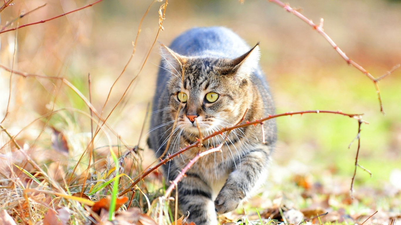 Brown Tabby Cat on Brown Dried Leaves. Wallpaper in 1366x768 Resolution