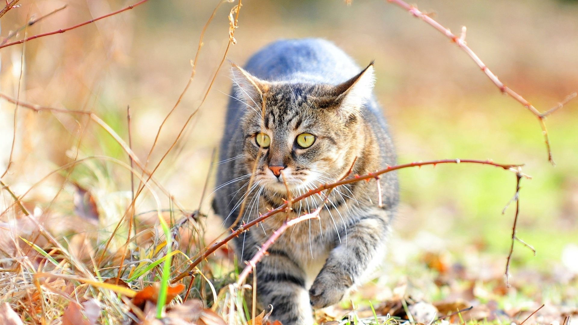 Brown Tabby Cat on Brown Dried Leaves. Wallpaper in 1920x1080 Resolution