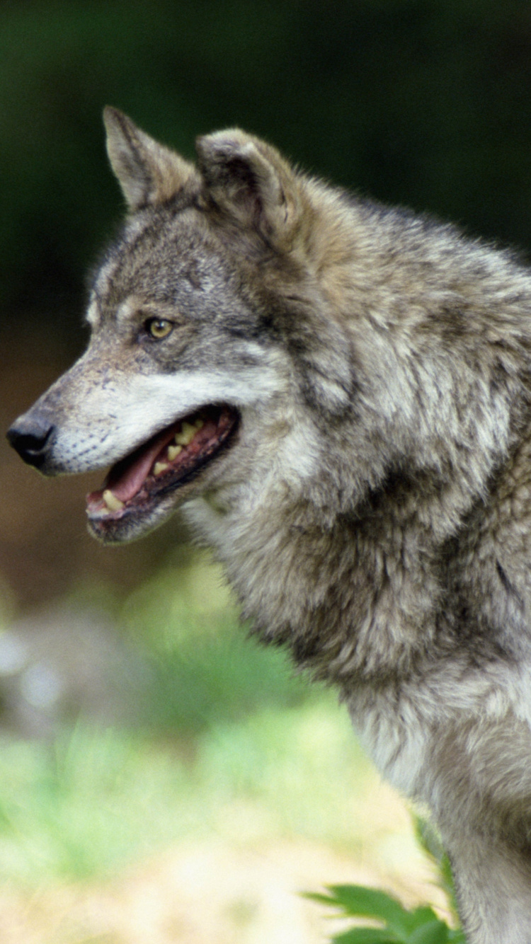 Brown Wolf on Green Grass During Daytime. Wallpaper in 750x1334 Resolution