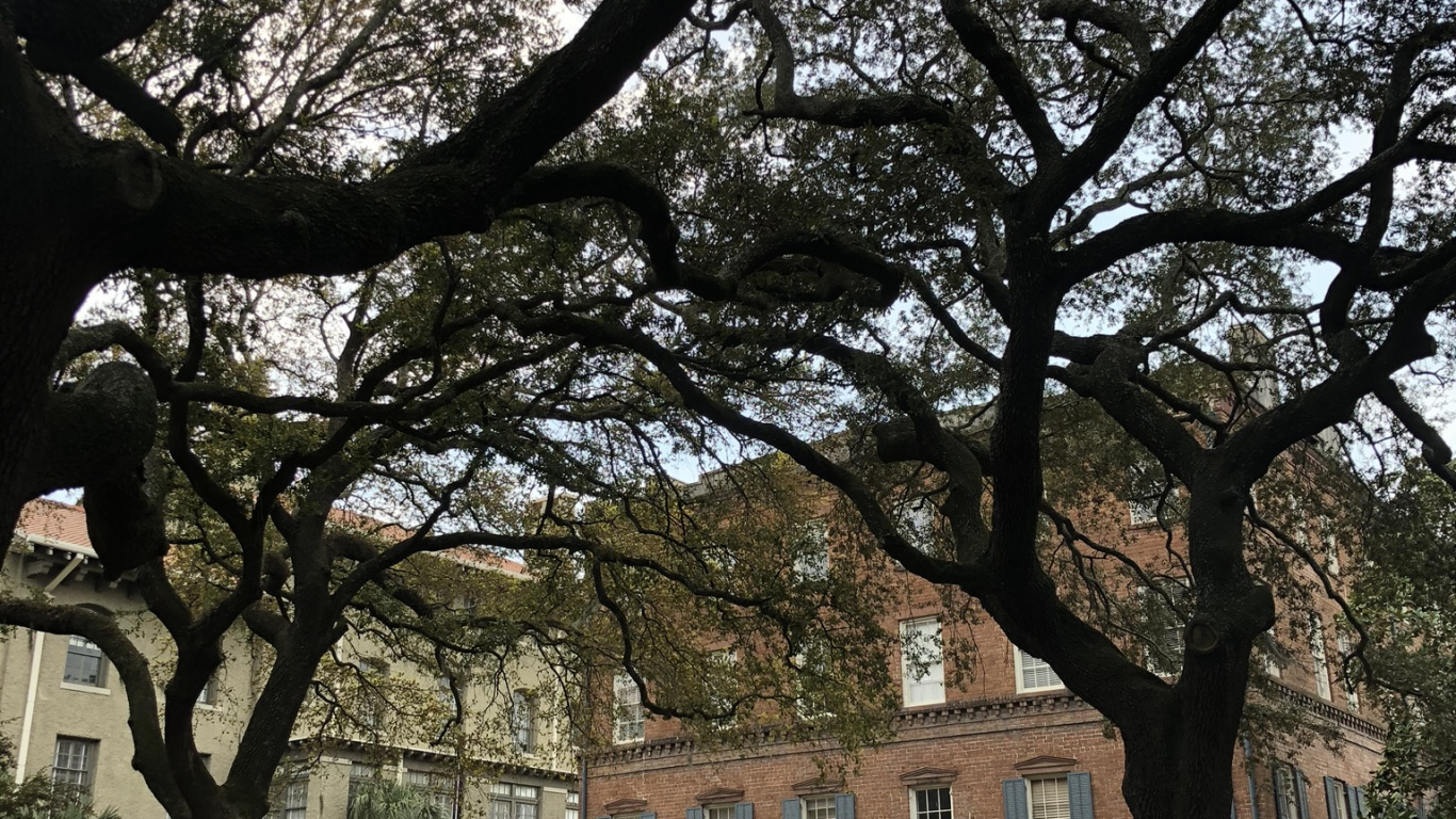 街区, 木本植物, 树枝, 家庭用车 壁纸 1366x768 允许