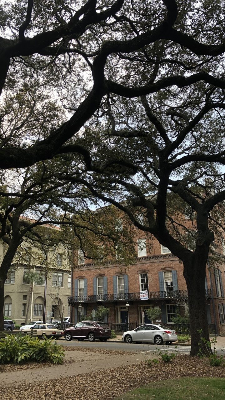 Tree, Branch, Neighbourhood, King, Building. Wallpaper in 720x1280 Resolution