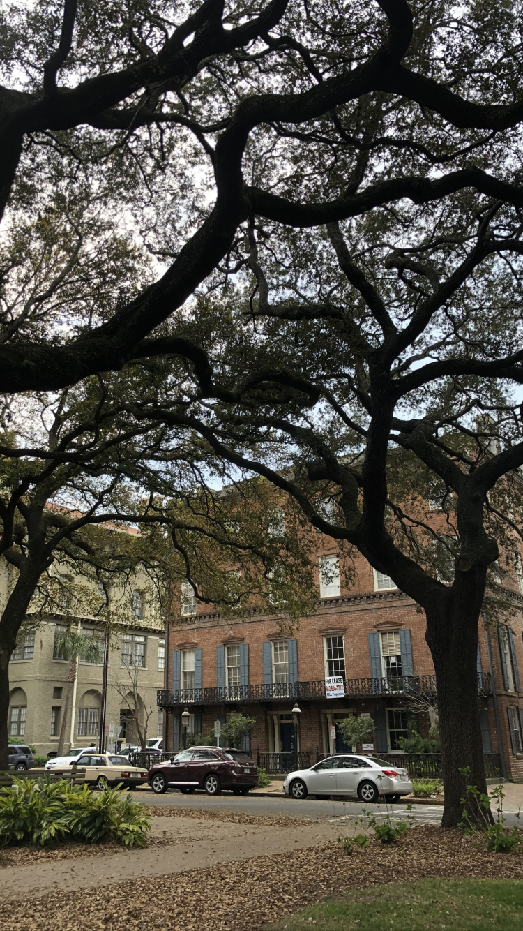 Tree, Branch, Neighbourhood, King, Building. Wallpaper in 750x1334 Resolution