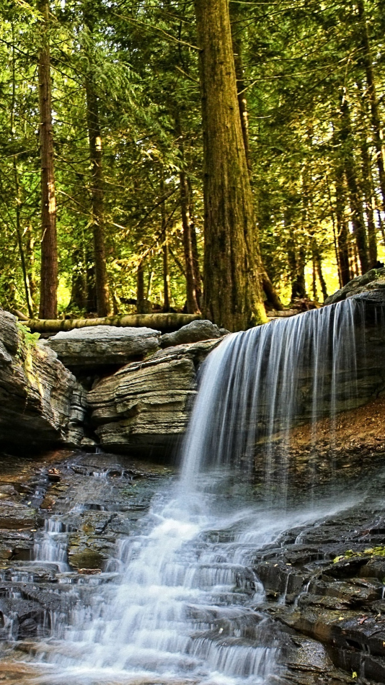 Arbres Bruns et Verts à Côté de la Rivière Pendant la Journée. Wallpaper in 750x1334 Resolution