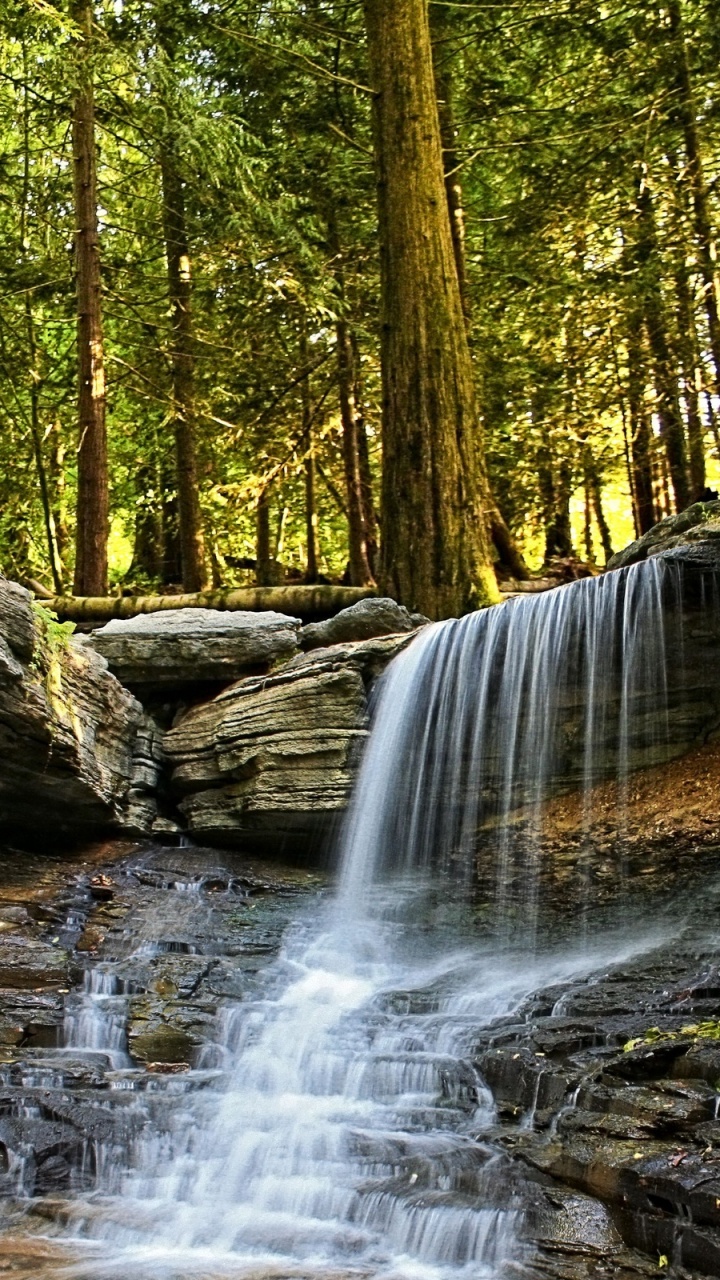 Árboles Marrones y Verdes Junto al Río Durante el Día.. Wallpaper in 720x1280 Resolution