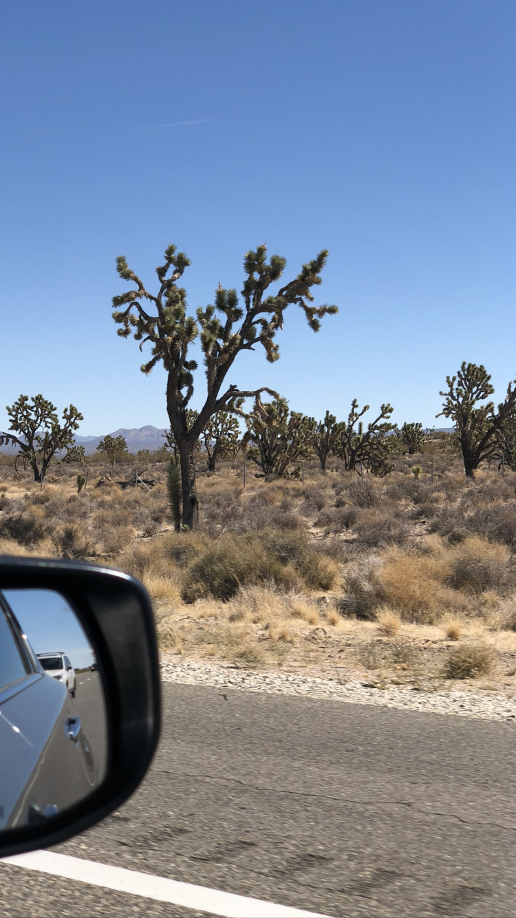 Road, King, Automotive Mirror, Automotive Side-view Mirror, Plant Community. Wallpaper in 750x1334 Resolution